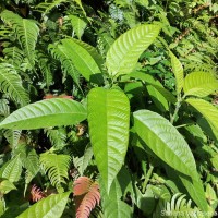 Dendrocnide sinuata (Blume) Chew